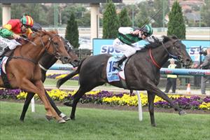 Shamus getting ready for Cox Plate defence